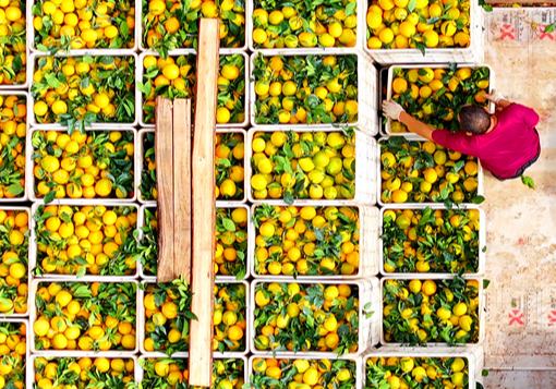 江西大余：脐橙丰收采摘忙