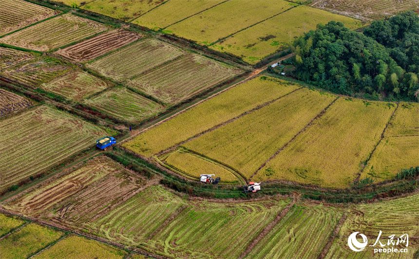樟樹市觀上鎮陳家村，村民駕駛收割機在田間忙著收割金黃的稻谷。人民網 朱海鵬攝