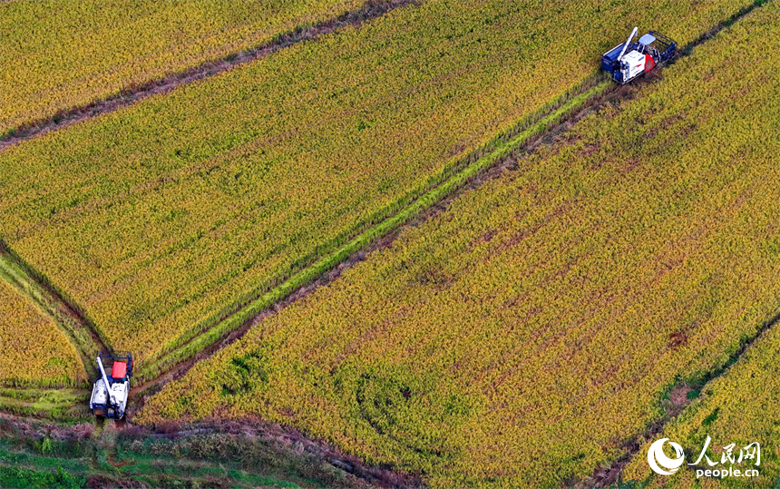 樟樹市觀上鎮陳家村，村民駕駛收割機在田間忙著收割金黃的稻谷。人民網 朱海鵬攝