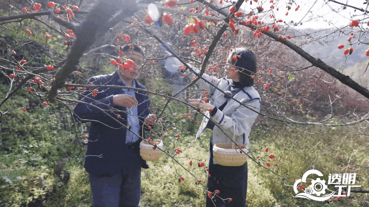 節目組嘉賓在茱萸林採摘山茱萸。