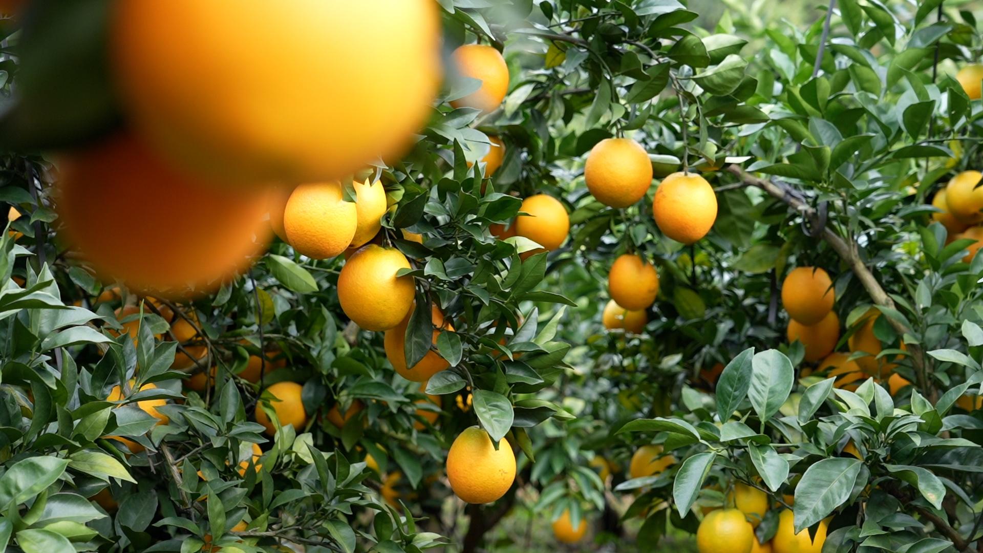 江西安遠：果旅融合採摘忙