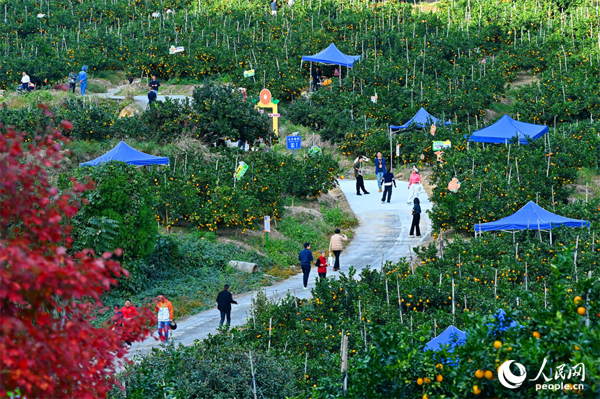 赣州市安远县新龙乡的安心果园果旅融合基地，游客在橙园采摘脐橙。人民网记者 朱海鹏摄