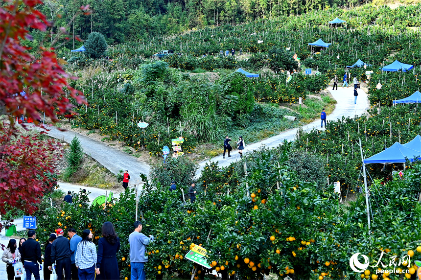 赣州市安远县新龙乡的安心果园果旅融合基地，游客在橙园采摘脐橙。人民网记者 朱海鹏摄