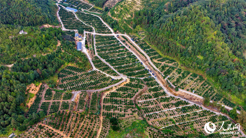 贛州市安遠縣新龍鄉的安心果園果旅融合基地，游客在橙園採摘臍橙。人民網記者 朱海鵬攝