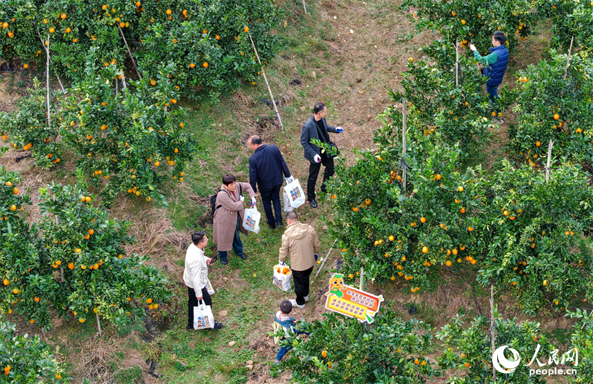 贛州市安遠縣新龍鄉的安心果園果旅融合基地，游客在橙園採摘臍橙。人民網記者 朱海鵬攝