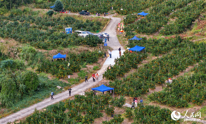 赣州市安远县新龙乡的安心果园果旅融合基地，游客在橙园采摘脐橙。人民网记者 朱海鹏摄
