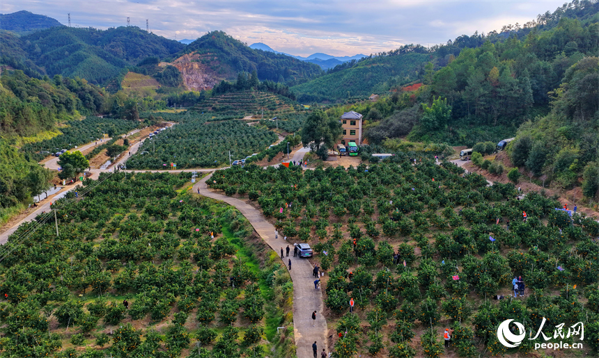 贛州市安遠縣新龍鄉的安心果園果旅融合基地，游客在橙園採摘臍橙。人民網記者 朱海鵬攝