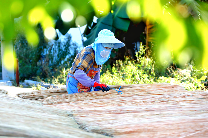 工人们正忙碌地晾晒着毛竹半成品。尹其奇摄