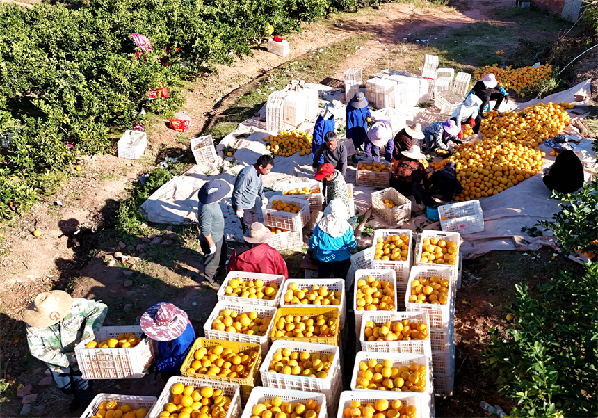 会昌县文武坝镇晨光村，果农和工人们正在采摘、分拣成熟的赣南脐橙。吕春华摄