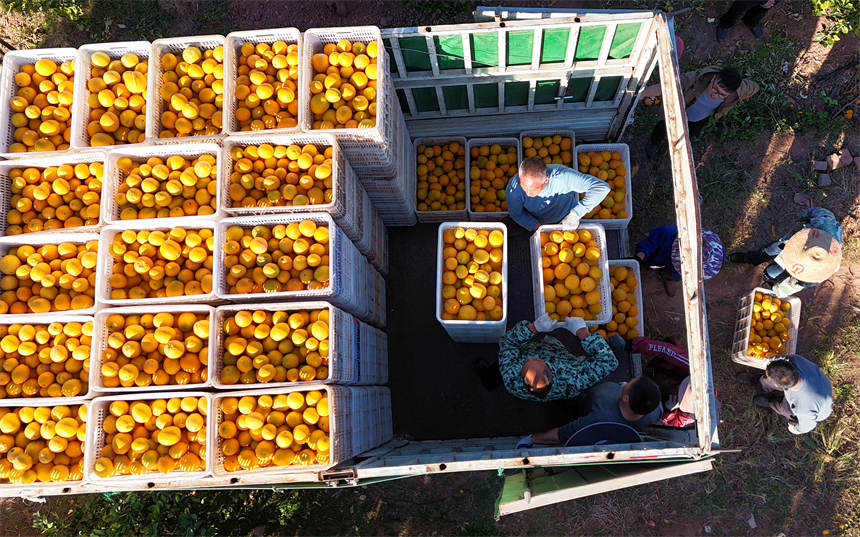 会昌县文武坝镇晨光村，果农和工人们正在采摘、分拣成熟的赣南脐橙。吕春华摄
