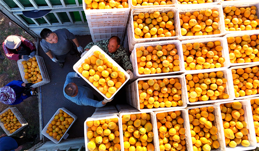 会昌县文武坝镇晨光村，果农和工人们正在采摘、分拣成熟的赣南脐橙。吕春华摄