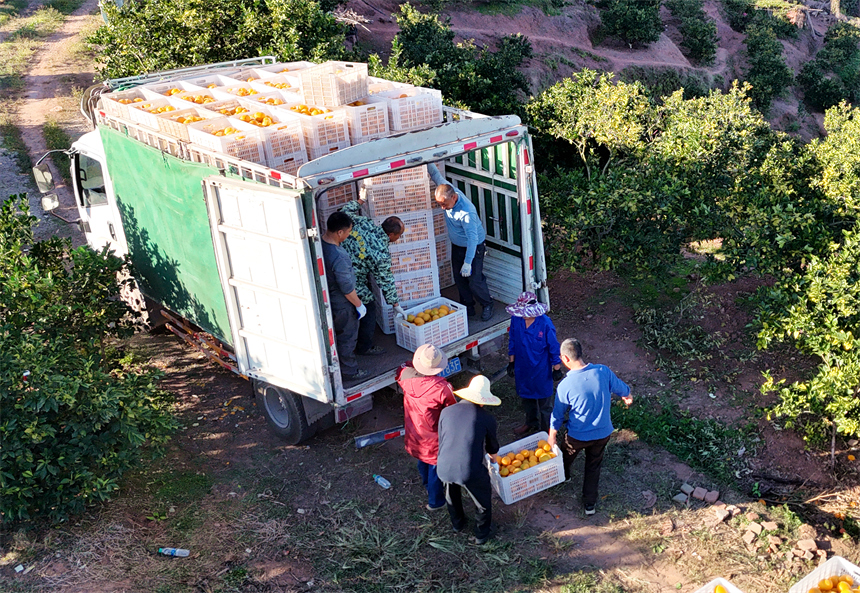 会昌县文武坝镇晨光村，果农和工人们正在采摘、分拣成熟的赣南脐橙。吕春华摄
