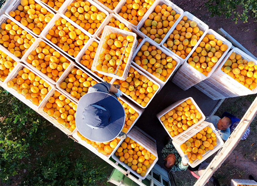 会昌县文武坝镇晨光村，果农和工人们正在采摘、分拣成熟的赣南脐橙。吕春华摄