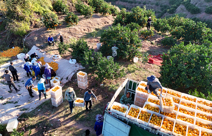 会昌县文武坝镇晨光村，果农和工人们正在采摘、分拣成熟的赣南脐橙。吕春华摄
