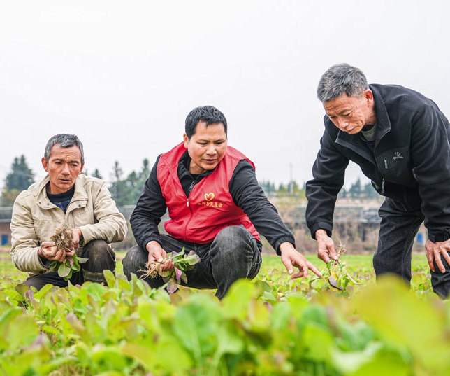 “江西南丰：冬季油菜管护忙”/