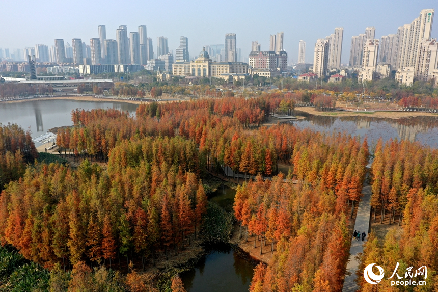 鱼尾洲湿地公园内水杉悄然“换装”，层林尽染，与城市建筑轮廓相映成景。人民网记者 时雨摄