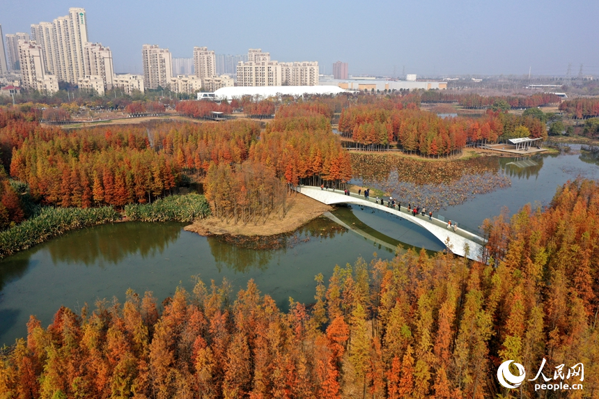 鱼尾洲湿地公园内水杉悄然“换装”，层林尽染，与城市建筑轮廓相映成景。人民网记者 时雨摄