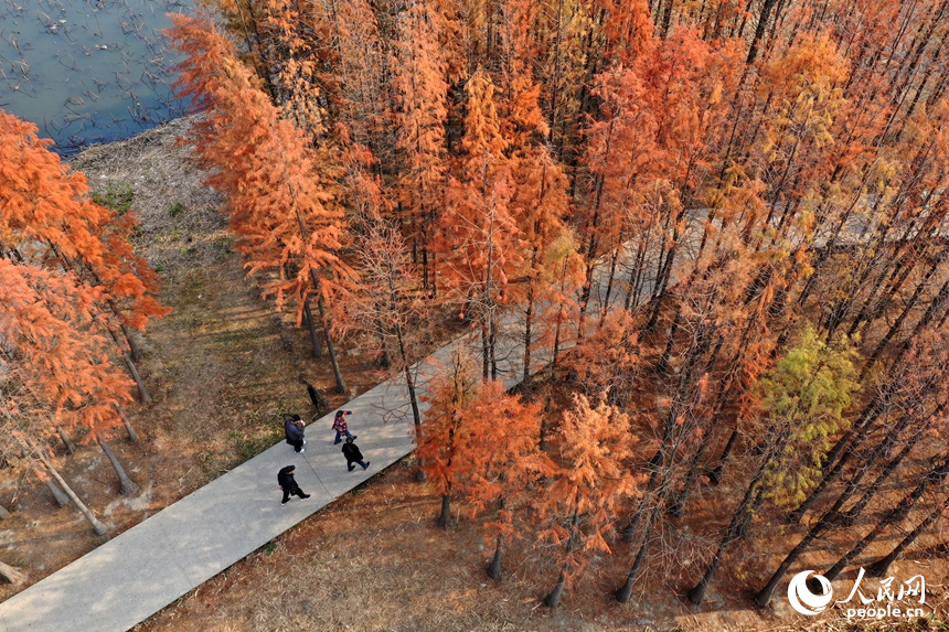 市民们行走在鱼尾洲湿地公园内的亲水步道上，享受冬日里的惬意。人民网记者 时雨摄