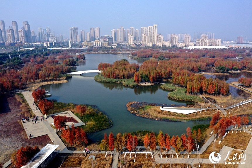 鱼尾洲湿地公园内水杉悄然“换装”，层林尽染，与城市建筑轮廓相映成景。人民网记者 时雨摄