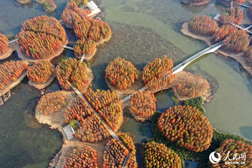 鱼尾洲湿地公园内水杉悄然“换装”，高空俯瞰，宛若一座“漂浮森林”。人民网记者 时雨摄