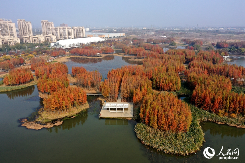 鱼尾洲湿地公园内水杉悄然“换装”，高空俯瞰，宛若一座“漂浮森林”。人民网记者 时雨摄
