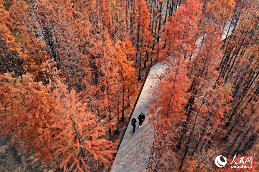 市民们行走在鱼尾洲湿地公园内的亲水步道上，享受冬日里的惬意。人民网记者 时雨摄