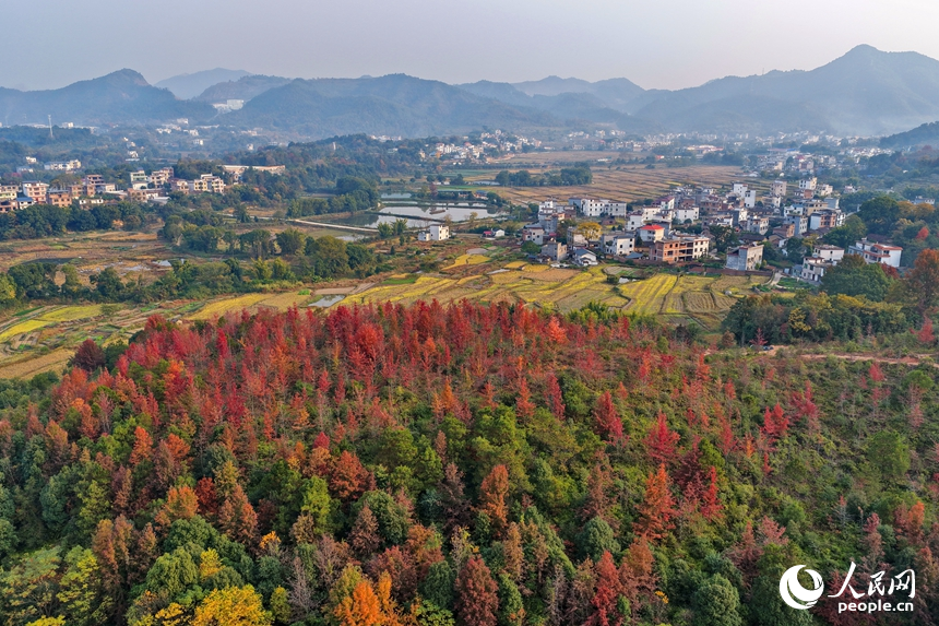 南康區龍回鎮龍東村，綿延山巒與房屋、農田、樹木相互映襯，構成一幅色彩繽紛的冬日鄉村畫卷，吸引眾多游客前來游玩。人民網記者 朱海鵬攝