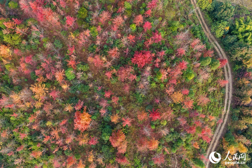 南康區龍回鎮龍東村，綿延山巒與房屋、農田、樹木相互映襯，構成一幅色彩繽紛的冬日鄉村畫卷，吸引眾多游客前來游玩。人民網記者 朱海鵬攝