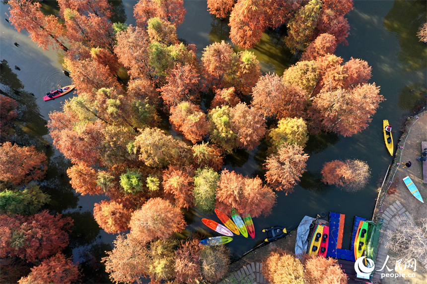 南昌縣塔城鄉湖陂村，游客泛舟穿行湖中水杉林，沉醉在詩意天地中。人民網記者 時雨攝