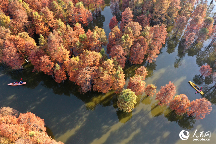 南昌县塔城乡湖陂村，游客泛舟穿行湖中水杉林，沉醉在诗意天地中。人民网记者 时雨摄