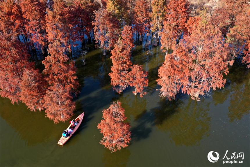 南昌县塔城乡湖陂村，游客泛舟穿行湖中水杉林，沉醉在诗意天地中。人民网记者 时雨摄
