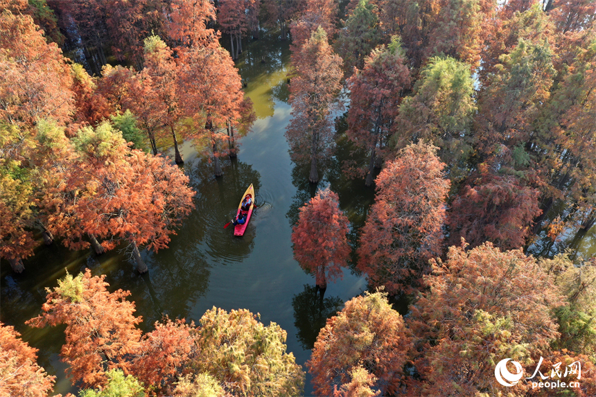 南昌縣塔城鄉湖陂村，游客泛舟穿行湖中水杉林，沉醉在詩意天地中。人民網記者 時雨攝