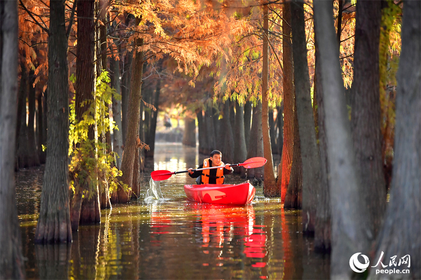 南昌縣塔城鄉湖陂村，游客泛舟穿行湖中水杉林，沉醉在詩意天地中。人民網記者 時雨攝