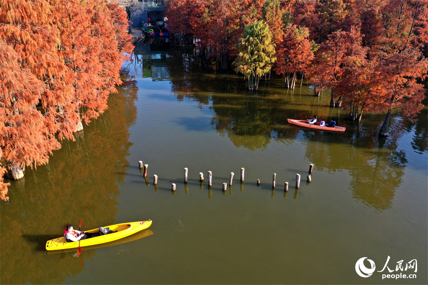 南昌县塔城乡湖陂村，游客泛舟穿行湖中水杉林，沉醉在诗意天地中。人民网记者 时雨摄