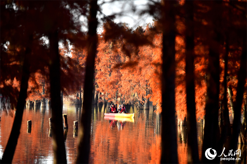 南昌縣塔城鄉湖陂村，游客泛舟穿行湖中水杉林，沉醉在詩意天地中。人民網記者 時雨攝