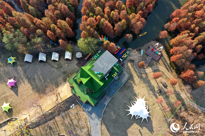 泛红的水杉林让南昌县塔城乡湖陂村迎来了一年中最绚烂的时刻。人民网记者 时雨摄