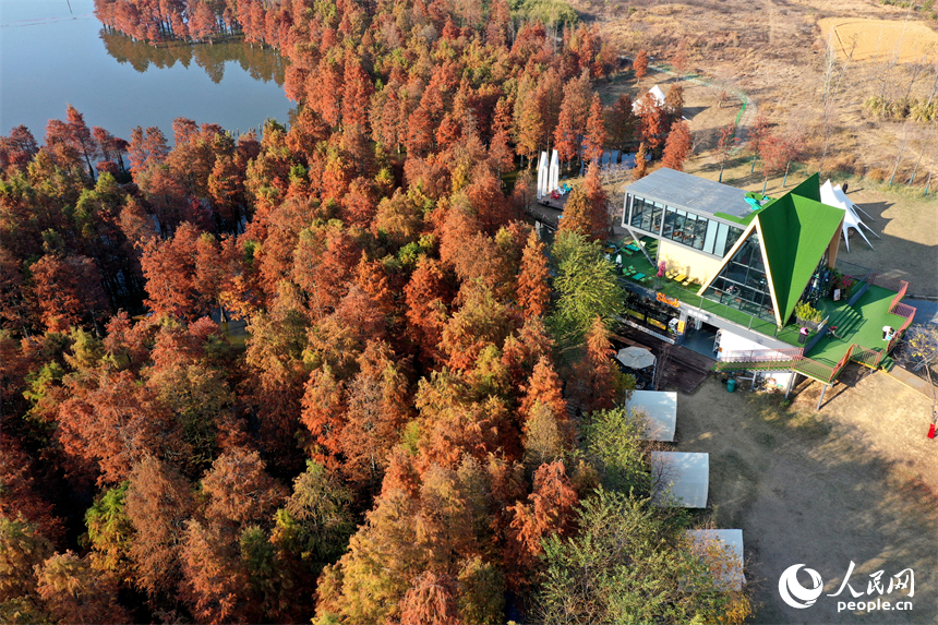 泛紅的水杉林讓南昌縣塔城鄉湖陂村迎來了一年中最絢爛的時刻。人民網記者 時雨攝