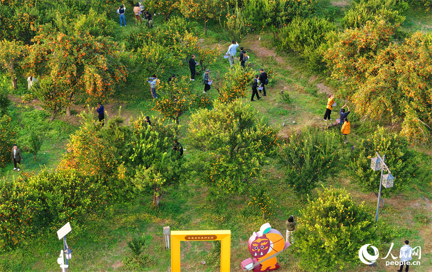 抚州市南丰县琴城镇的一处蜜桔种植基地，游客在采摘南丰蜜桔。人民网记者 朱海鹏摄