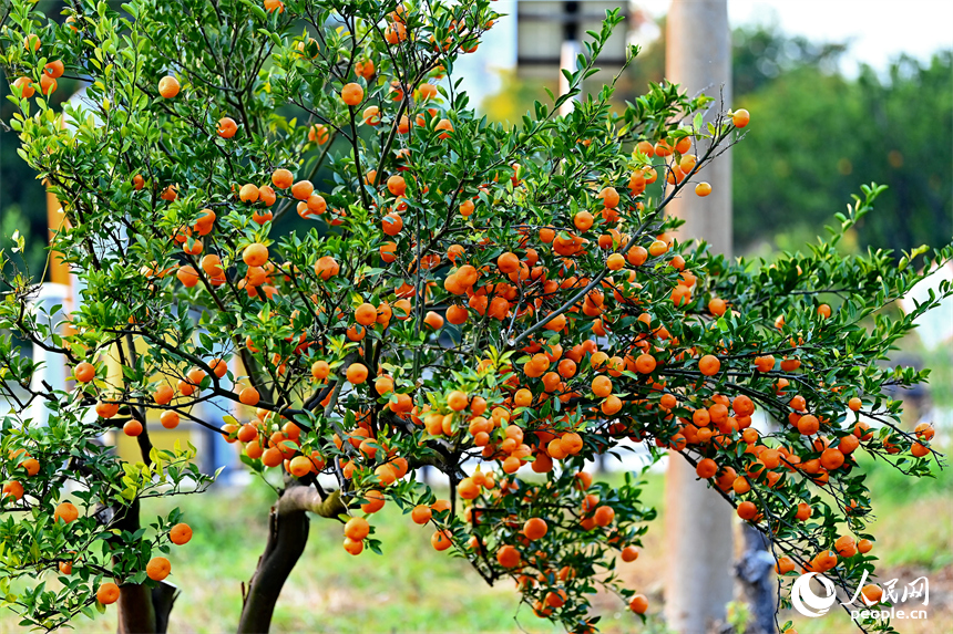 抚州市南丰县琴城镇的一处蜜桔种植基地，游客在采摘南丰蜜桔。人民网记者 朱海鹏摄