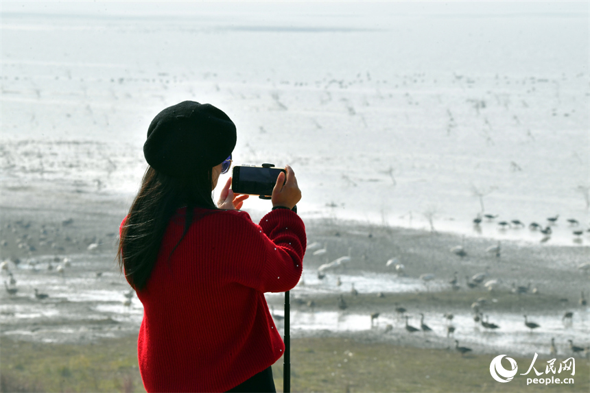 游客正在直播候鸟动态。人民网记者 时雨摄