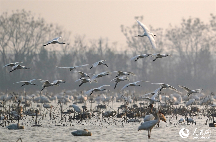 候鸟或在空中翩然起舞，或在水中悠闲踱步低头觅食。人民网记者 时雨摄