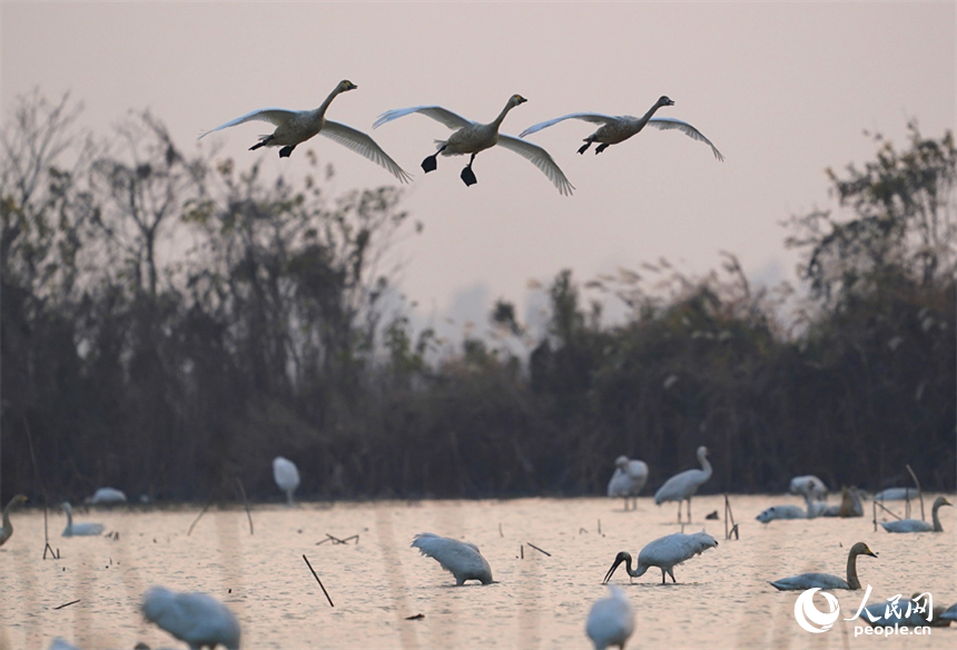 候鸟或在空中翩然起舞，或在水中悠闲踱步低头觅食。人民网记者 时雨摄