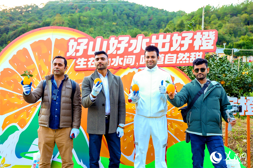 安遠縣新龍鄉的一家臍橙種植基地，許多遠道而來的外國游客在橙園裡採摘贛南臍橙。人民網記者 朱海鵬攝