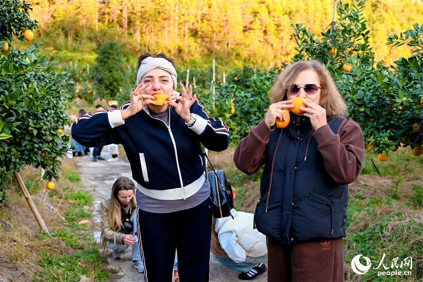 安遠縣新龍鄉的一家臍橙種植基地，許多遠道而來的外國游客在橙園裡採摘贛南臍橙。人民網記者 朱海鵬攝