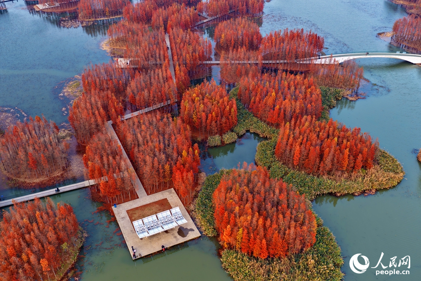 南昌市高新区鱼尾洲湿地公园，处处层林尽染、红艳如火，连片的水杉与湿地水系、公园廊桥、健身步道相映成景。人民网记者 朱海鹏摄