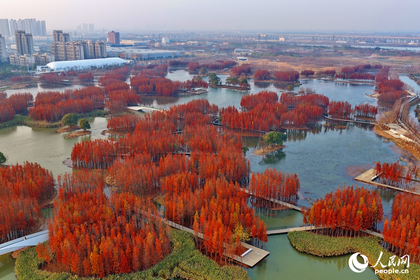 南昌市高新区鱼尾洲湿地公园，处处层林尽染、红艳如火，连片的水杉与湿地水系、公园廊桥、健身步道相映成景。人民网记者 朱海鹏摄