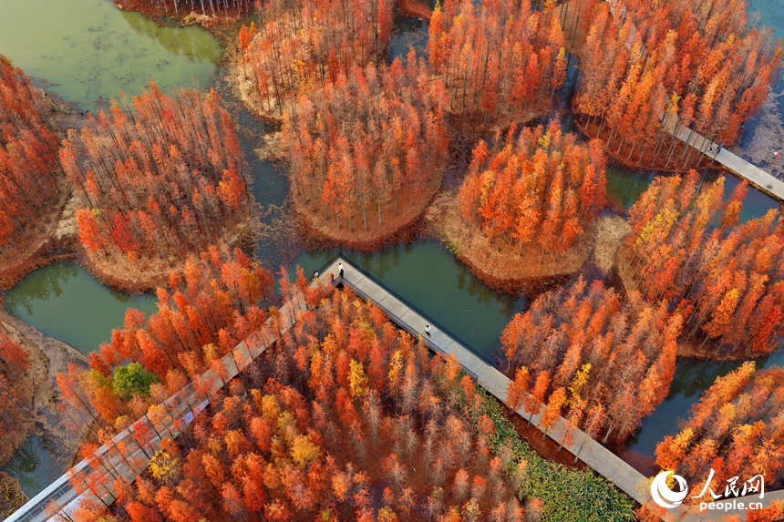 南昌市高新區魚尾洲濕地公園，處處層林盡染、紅艷如火，連片的水杉與濕地水系、公園廊橋、健身步道相映成景。人民網記者 朱海鵬攝