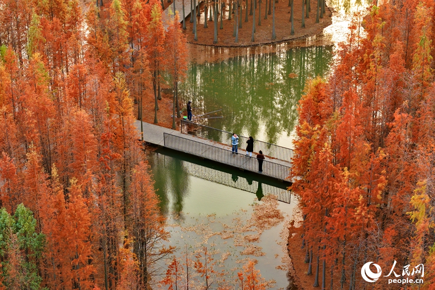南昌市高新區魚尾洲濕地公園，處處層林盡染、紅艷如火，連片的水杉與濕地水系、公園廊橋、健身步道相映成景。人民網記者 朱海鵬攝