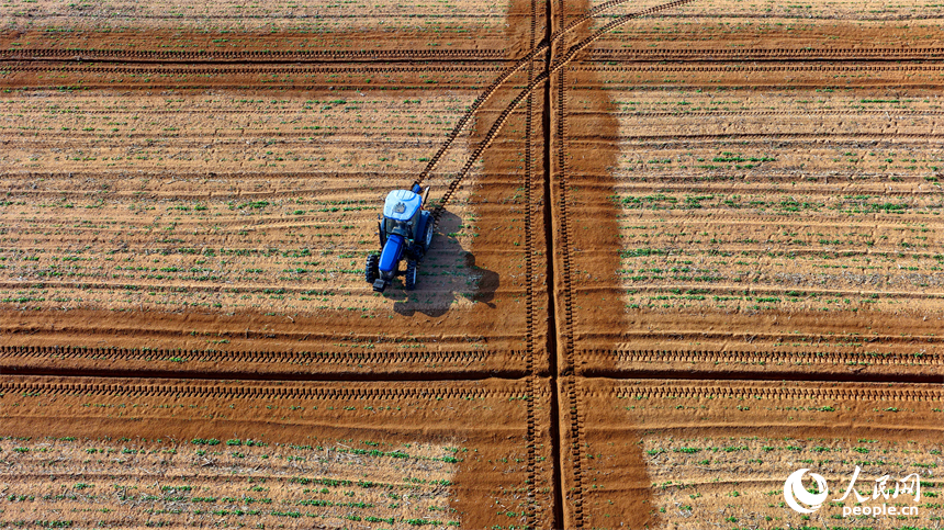 豐城市泉港鎮鵬洲村的一處蔬菜種植基地，村民駕駛犁田農機在耕整農田，為種植露天蔬菜做准備。人民網記者 朱海鵬攝