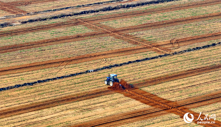 豐城市泉港鎮鵬洲村的一處蔬菜種植基地，村民駕駛犁田農機在耕整農田，為種植露天蔬菜做准備。人民網記者 朱海鵬攝
